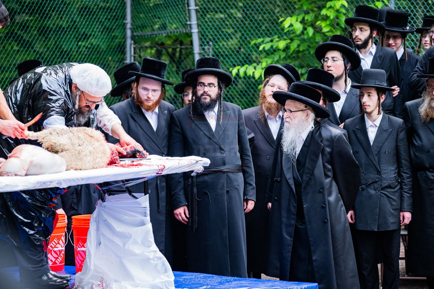  מעמד שחיטת כבש הפדיון במחנה ישיבת סערדאהעלי