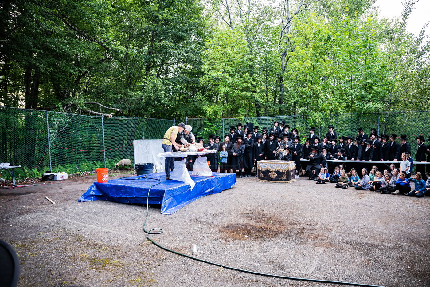  מעמד שחיטת כבש הפדיון במחנה ישיבת סערדאהעלי