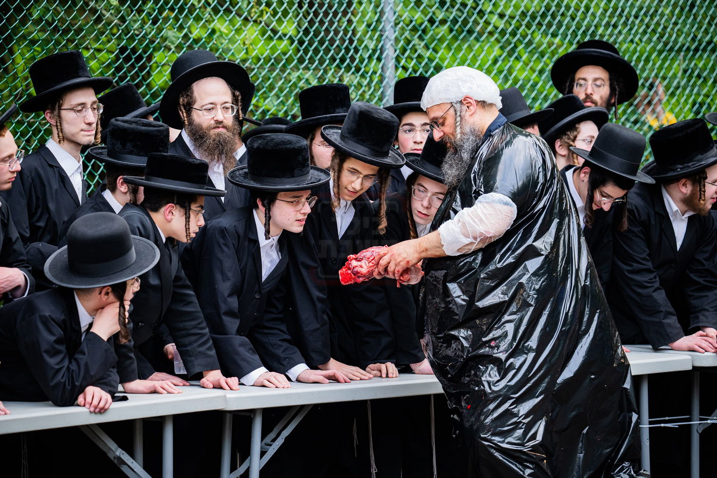  מעמד שחיטת כבש הפדיון במחנה ישיבת סערדאהעלי