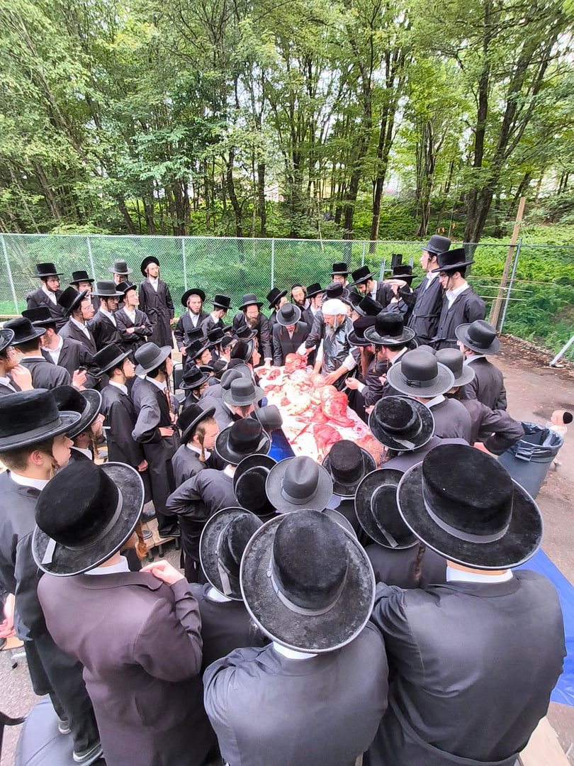  מעמד שחיטת כבש הפדיון במחנה ישיבת סערדאהעלי