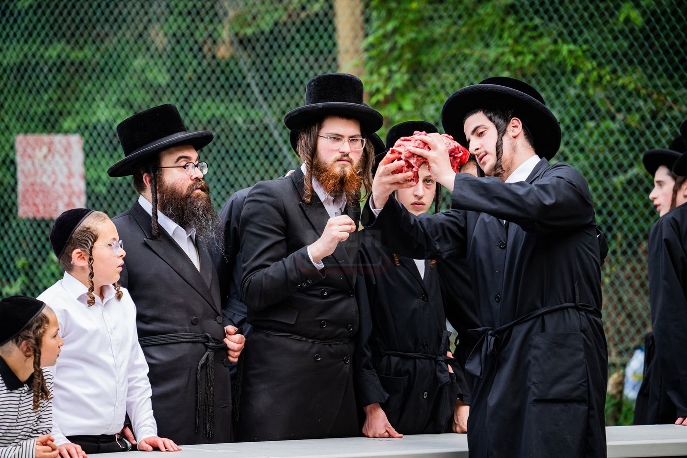  מעמד שחיטת כבש הפדיון במחנה ישיבת סערדאהעלי