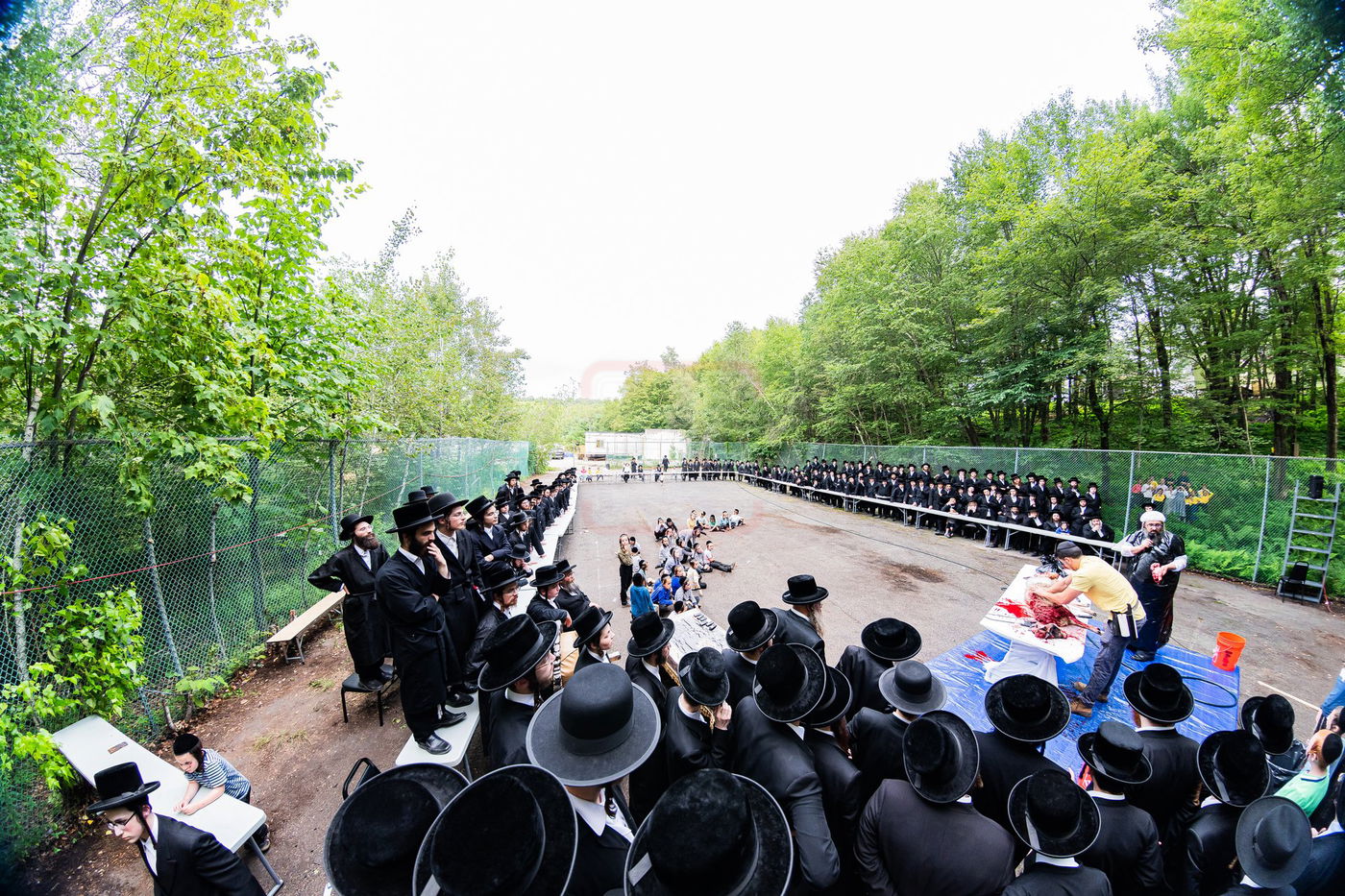  מעמד שחיטת כבש הפדיון במחנה ישיבת סערדאהעלי