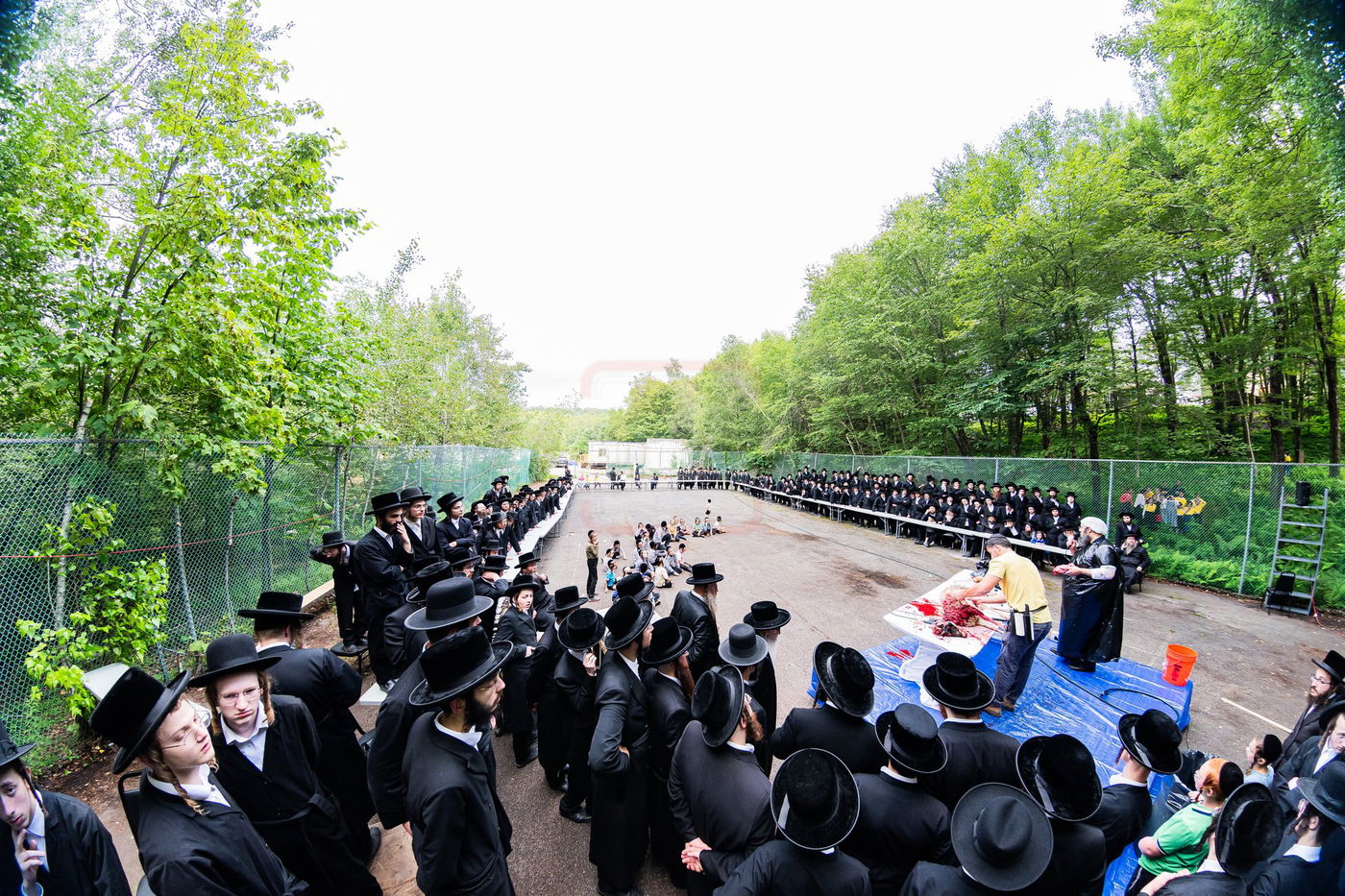  מעמד שחיטת כבש הפדיון במחנה ישיבת סערדאהעלי