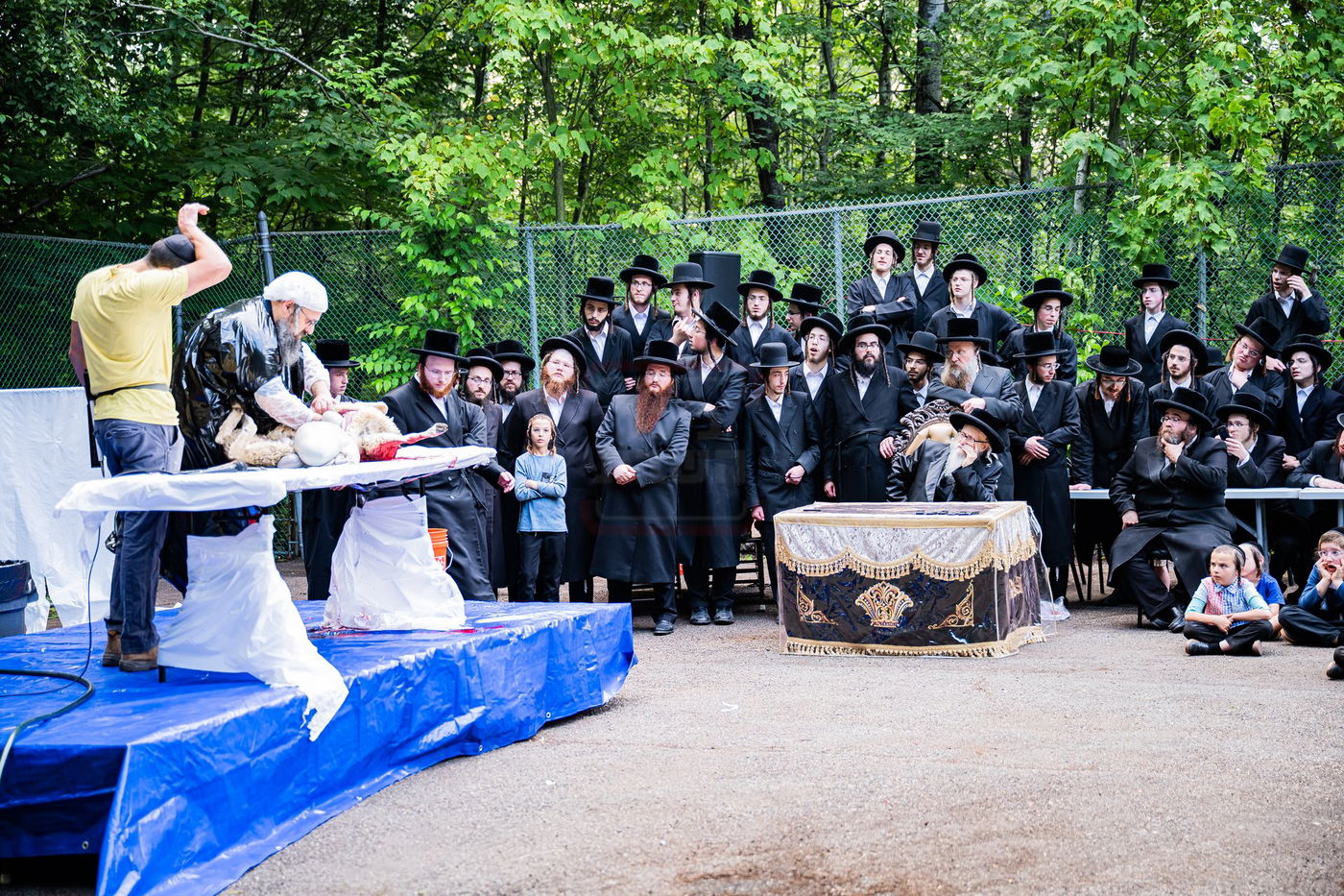  מעמד שחיטת כבש הפדיון במחנה ישיבת סערדאהעלי