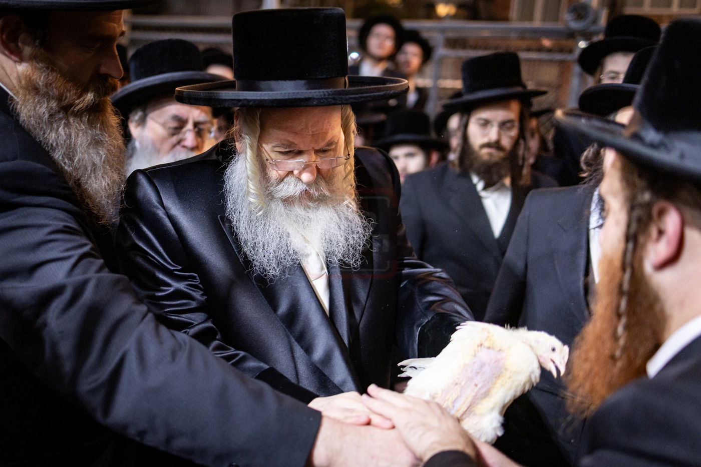 האדמו"ר מבאבוב במנהג כפרות