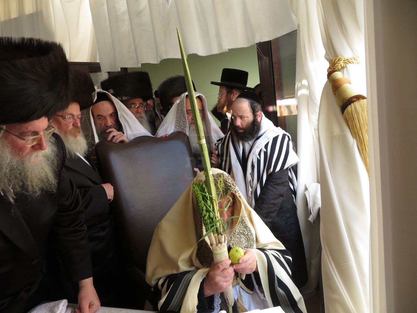 האדמו"ר מויז'ניץ בנענועים לפני התפילה בהושענא רבה