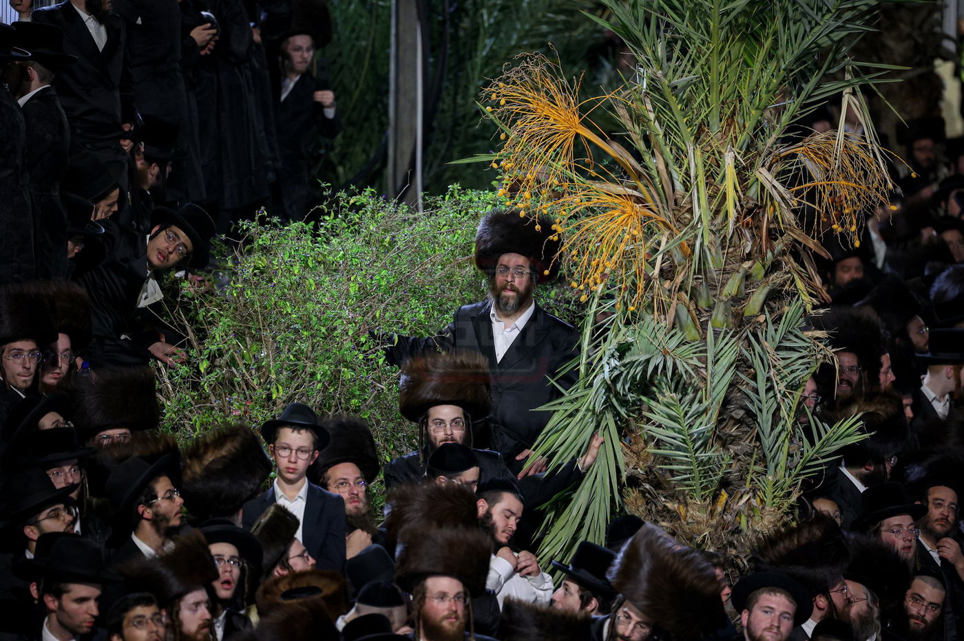 האדמו"ר מסאטמר בהדלקה במירון