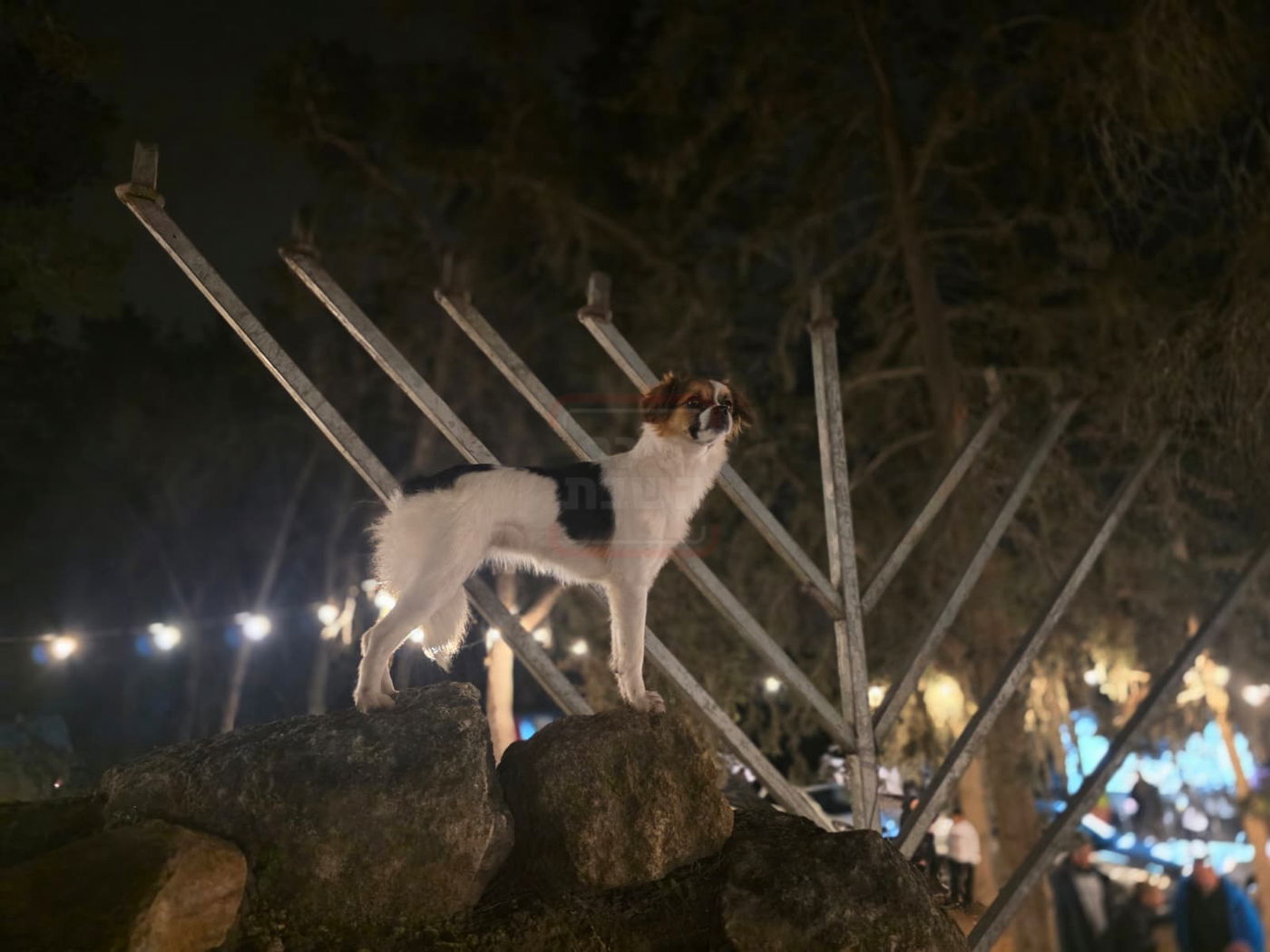 חנוכה בקבר מתתיהו