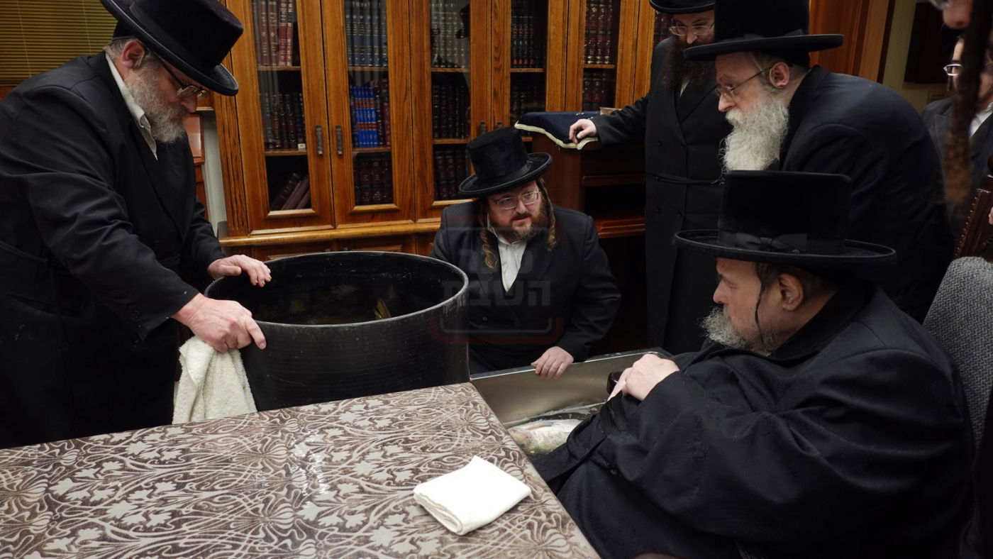 האדמו"ר מבעלזא בבדיקת הדגים לקראת פסח
