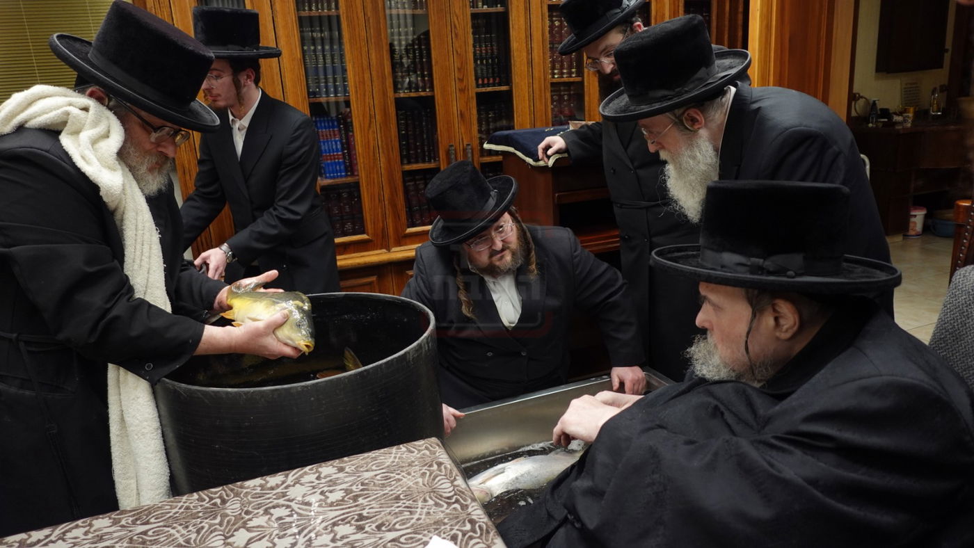 האדמו"ר מבעלזא בבדיקת הדגים לקראת פסח