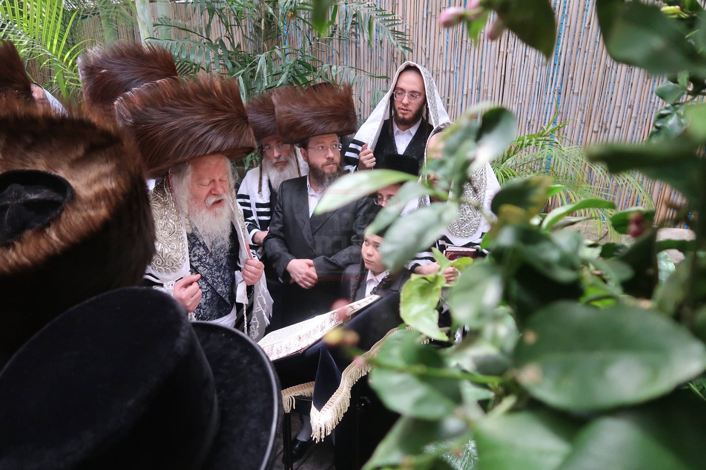 האדמו"ר מפרמישלאן בברכת האילנות