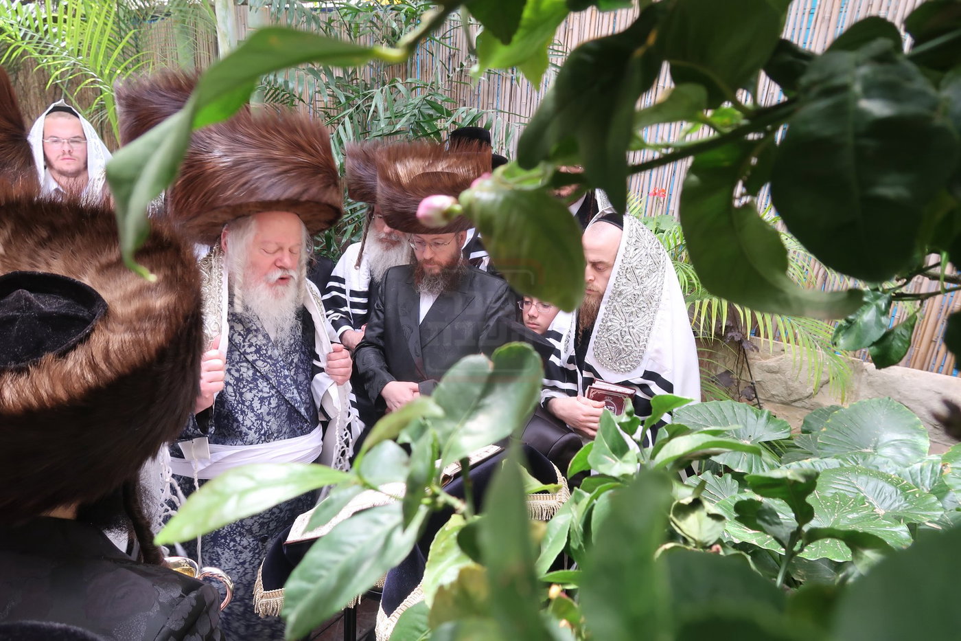 האדמו"ר מפרמישלאן בברכת האילנות