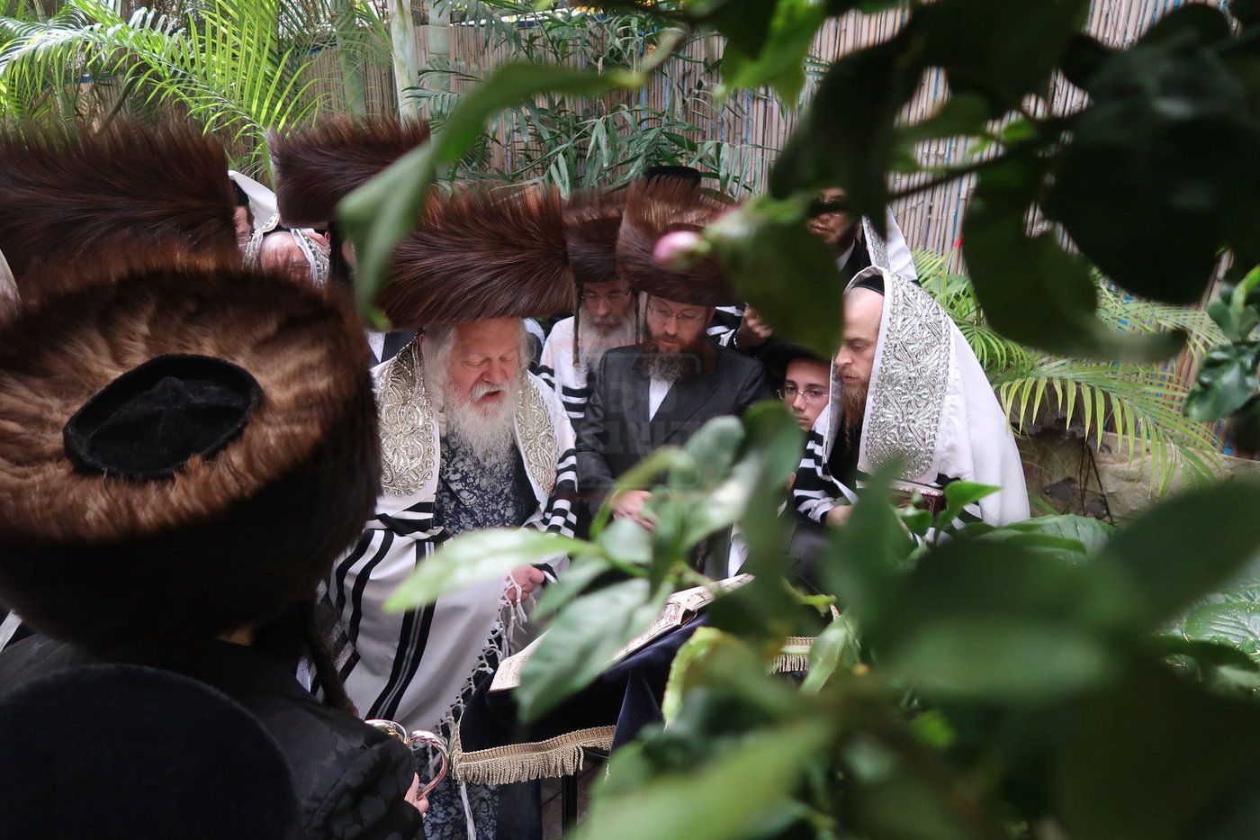 האדמו"ר מפרמישלאן בברכת האילנות