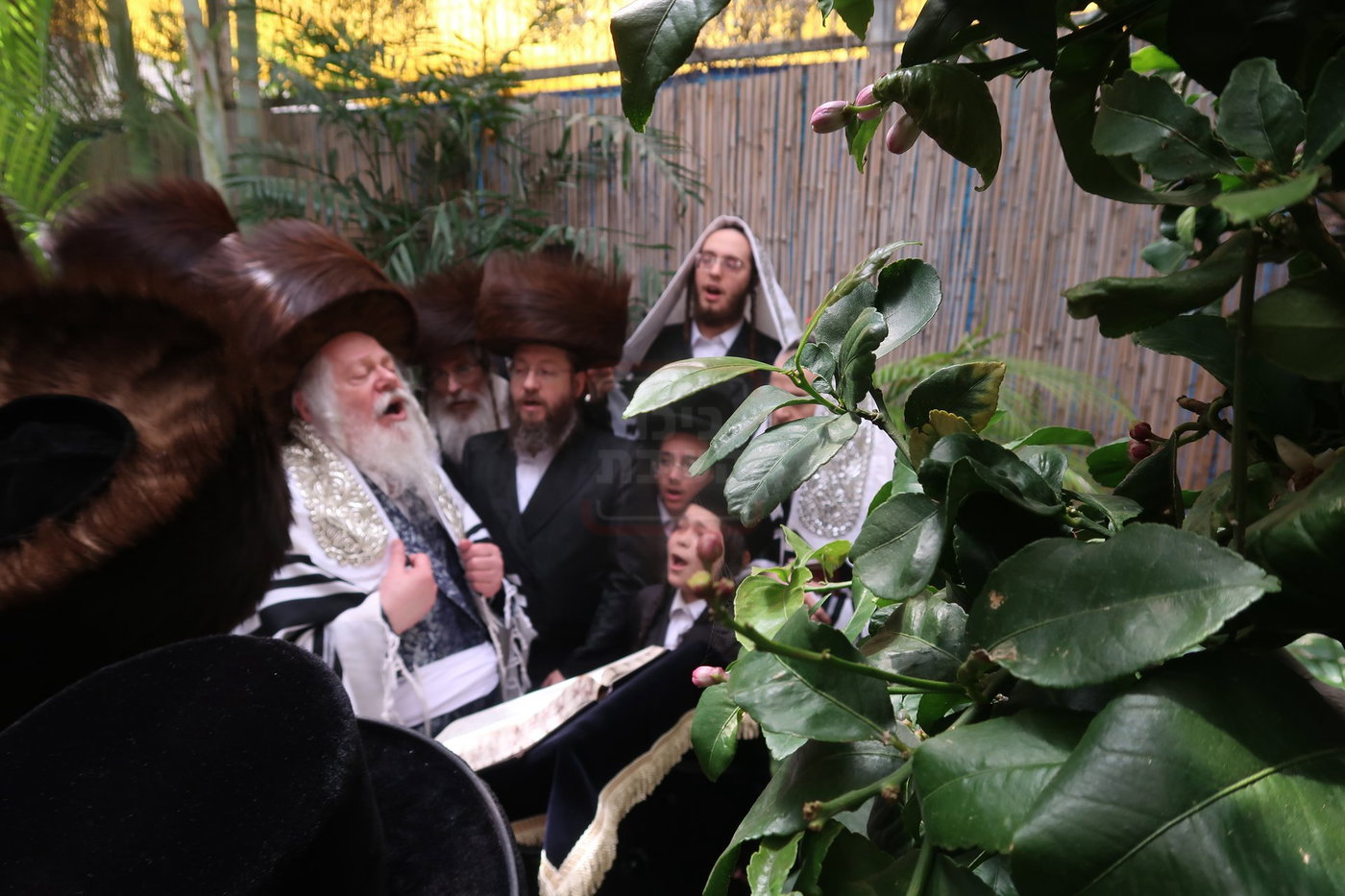 האדמו"ר מפרמישלאן בברכת האילנות