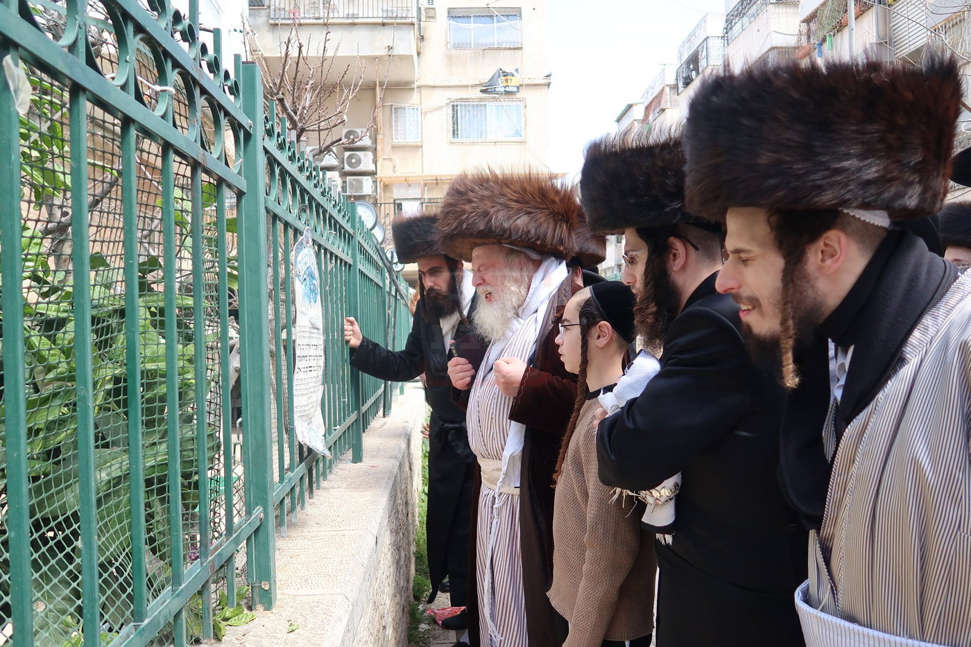 האדמו"ר ממבקשי אמונה בברכת האילנות