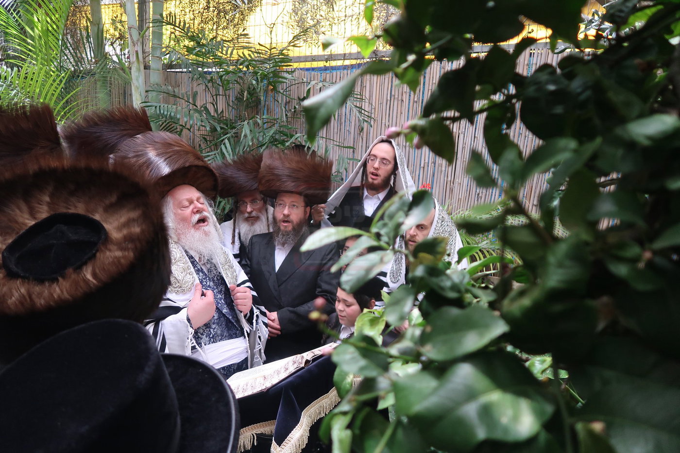 האדמו"ר מפרמישלאן בברכת האילנות