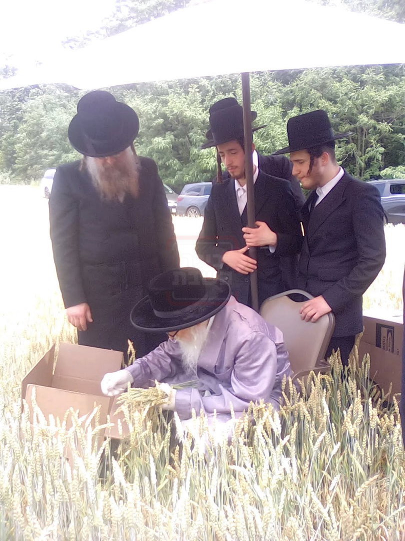 האחים האדמו''רים מסערדאהעלי ווויען בקצירת חיטים