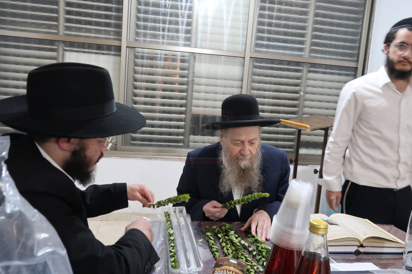 הגר"ד בצרי זצ"ל בבדיקת הדסים לסוכות תשפ"ז