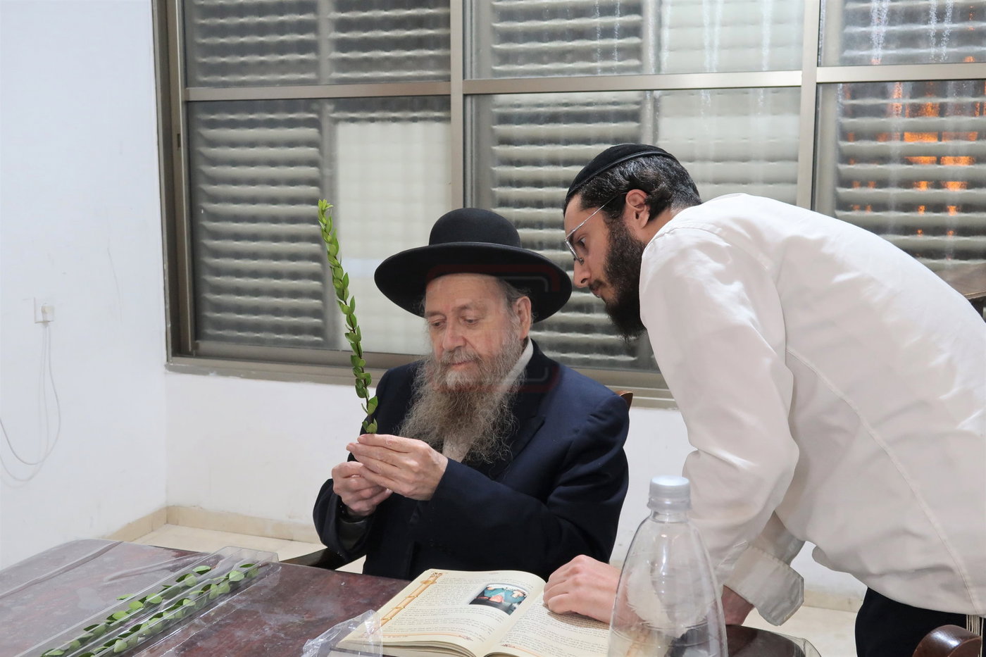 הגר"ד בצרי זצ"ל בבדיקת הדסים לסוכות תשפ"ז