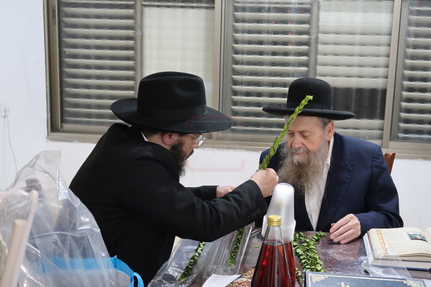 הגר"ד בצרי זצ"ל בבדיקת הדסים לסוכות תשפ"ז