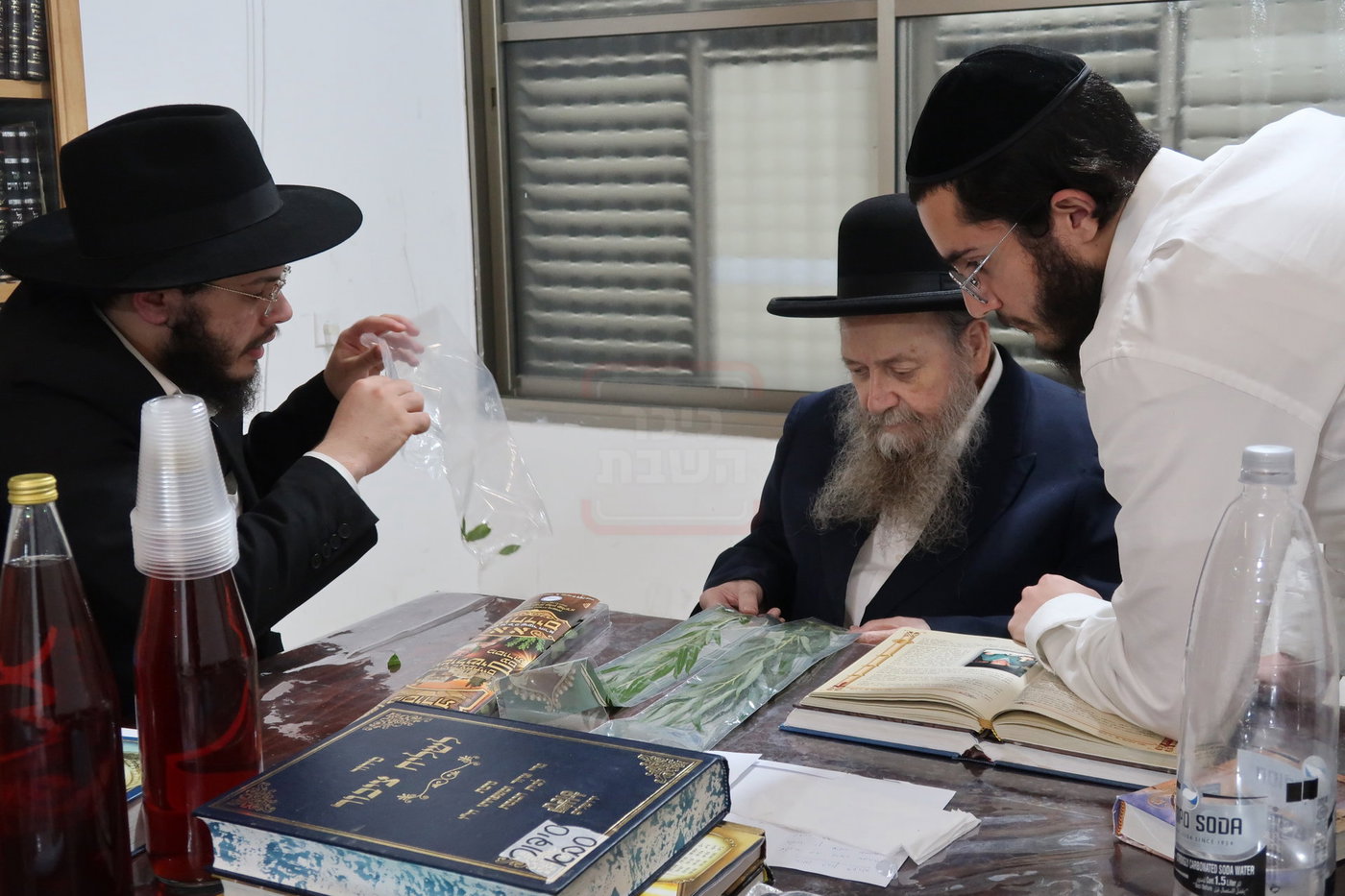 הגר"ד בצרי זצ"ל בבדיקת הדסים לסוכות תשפ"ז