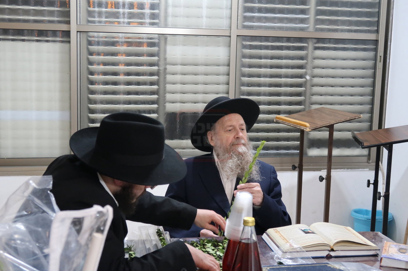 הגר"ד בצרי זצ"ל בבדיקת הדסים לסוכות תשפ"ז