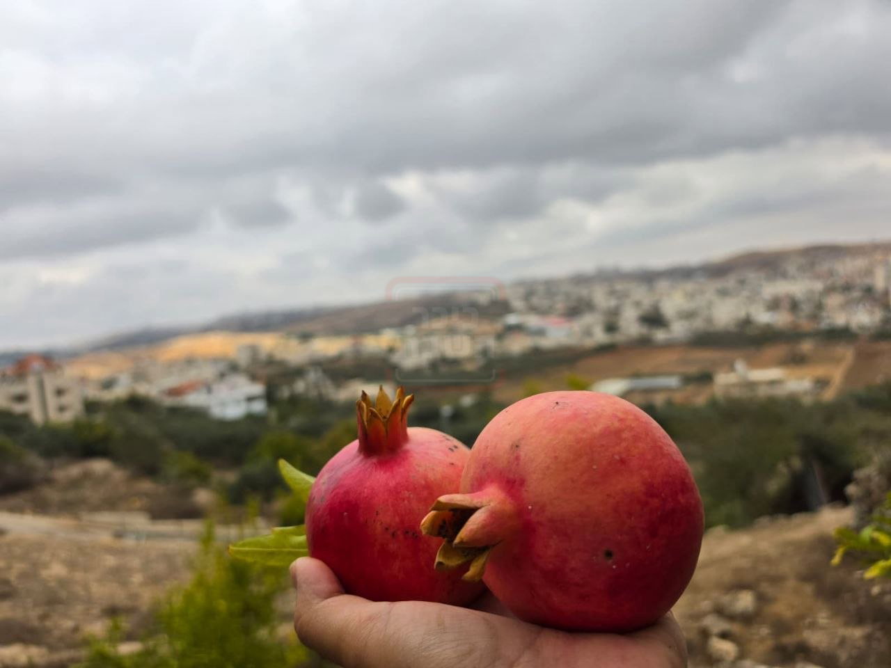 רימונים בתל גבעון