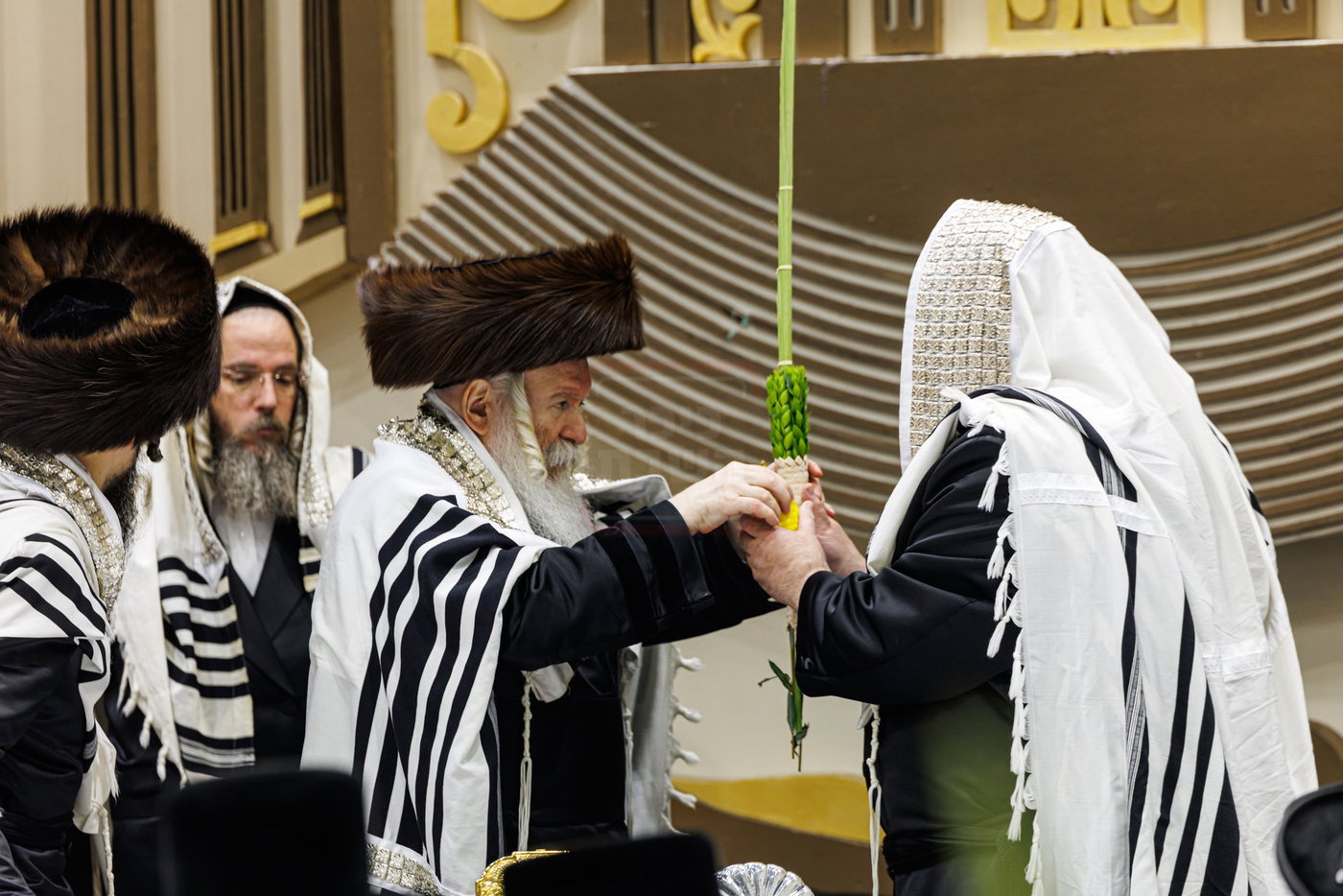האדמו"ר מבאבוב בנענועים בחג הסוכות
