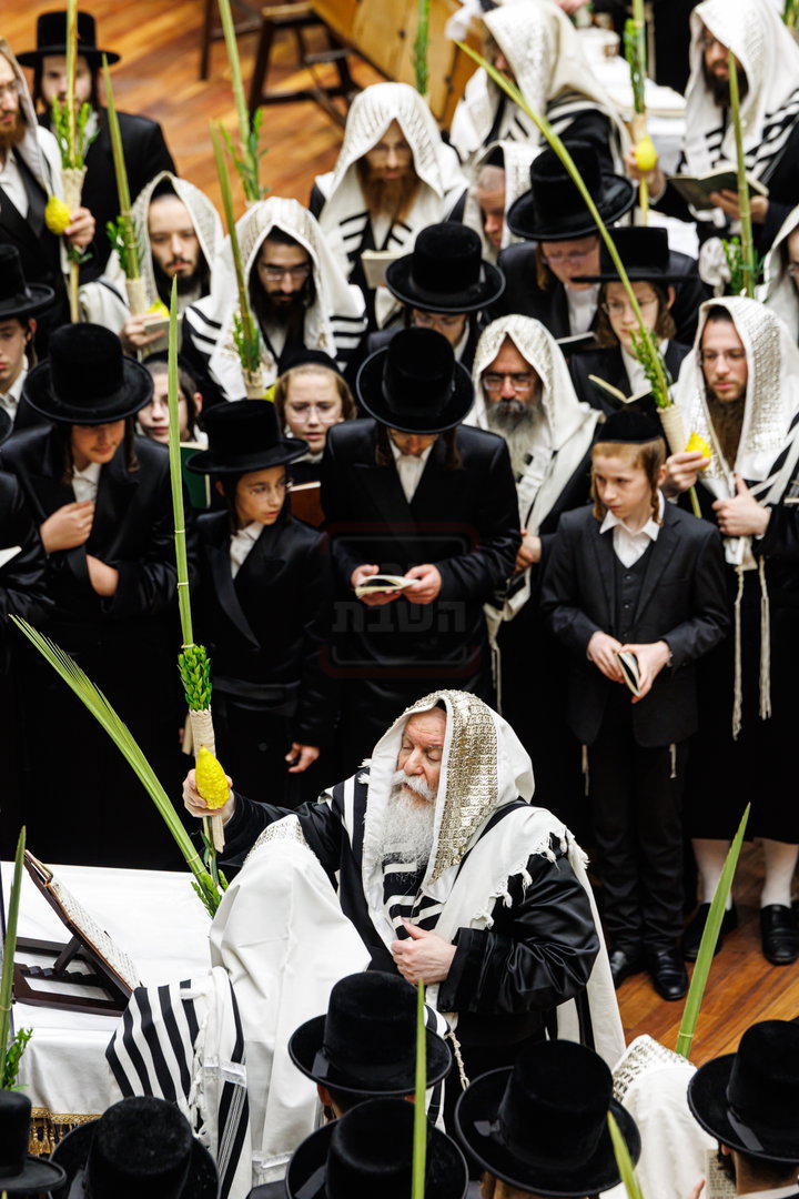 האדמו"ר מבאבוב בנענועים בחג הסוכות